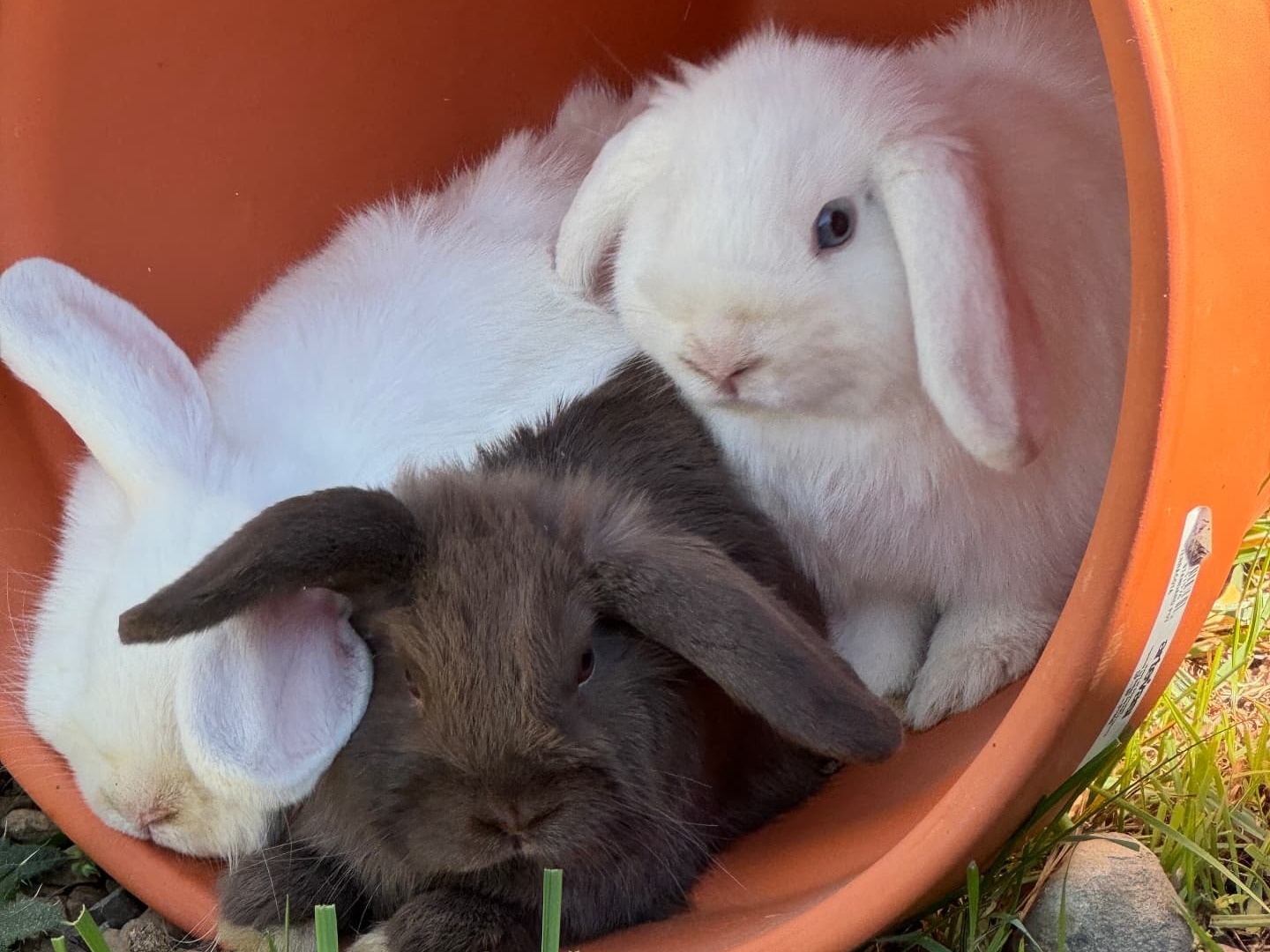 The Bunnies