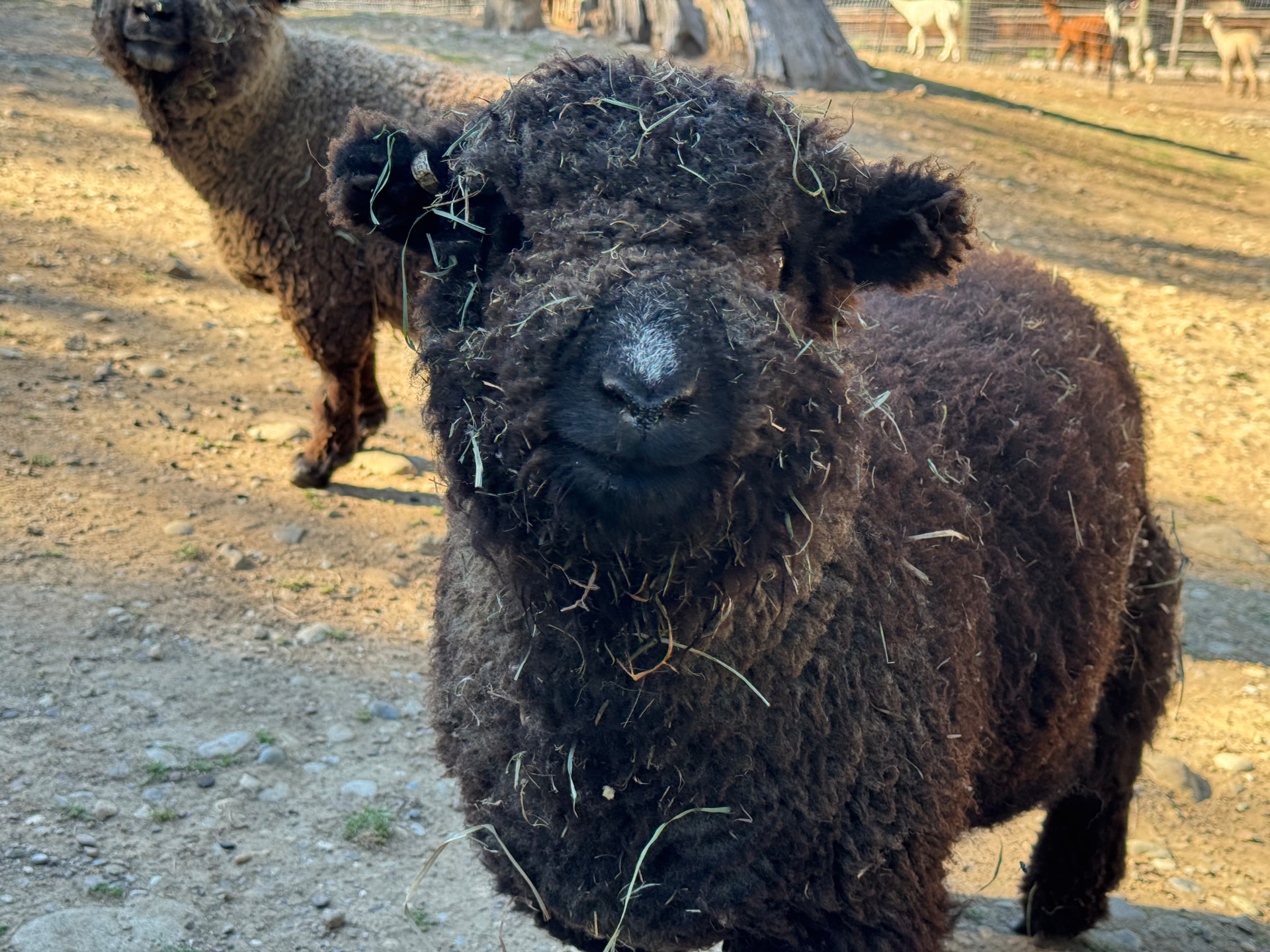 The Sheep