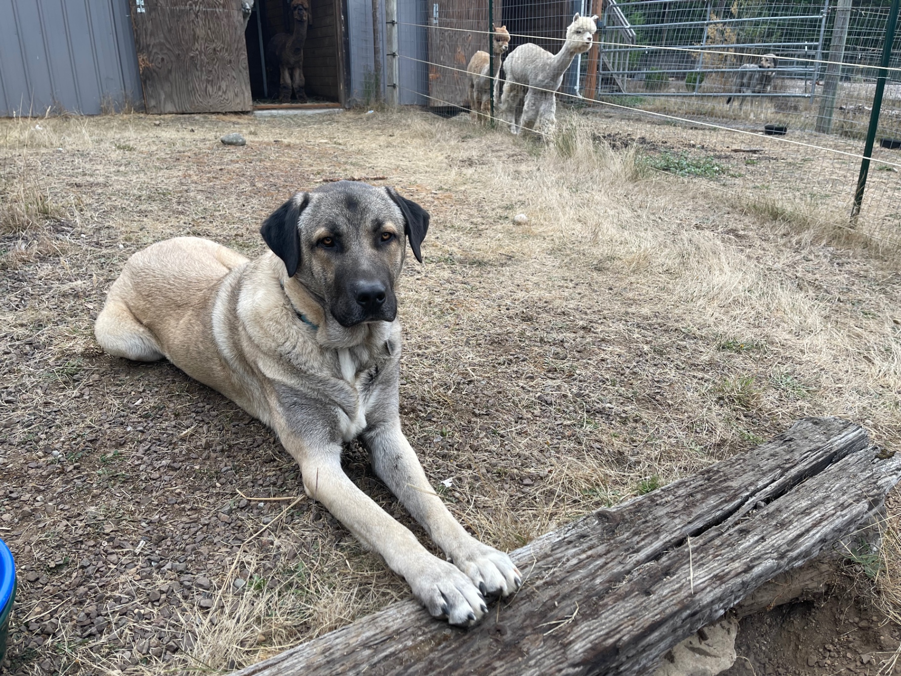 Banjo, Our Farm Dog