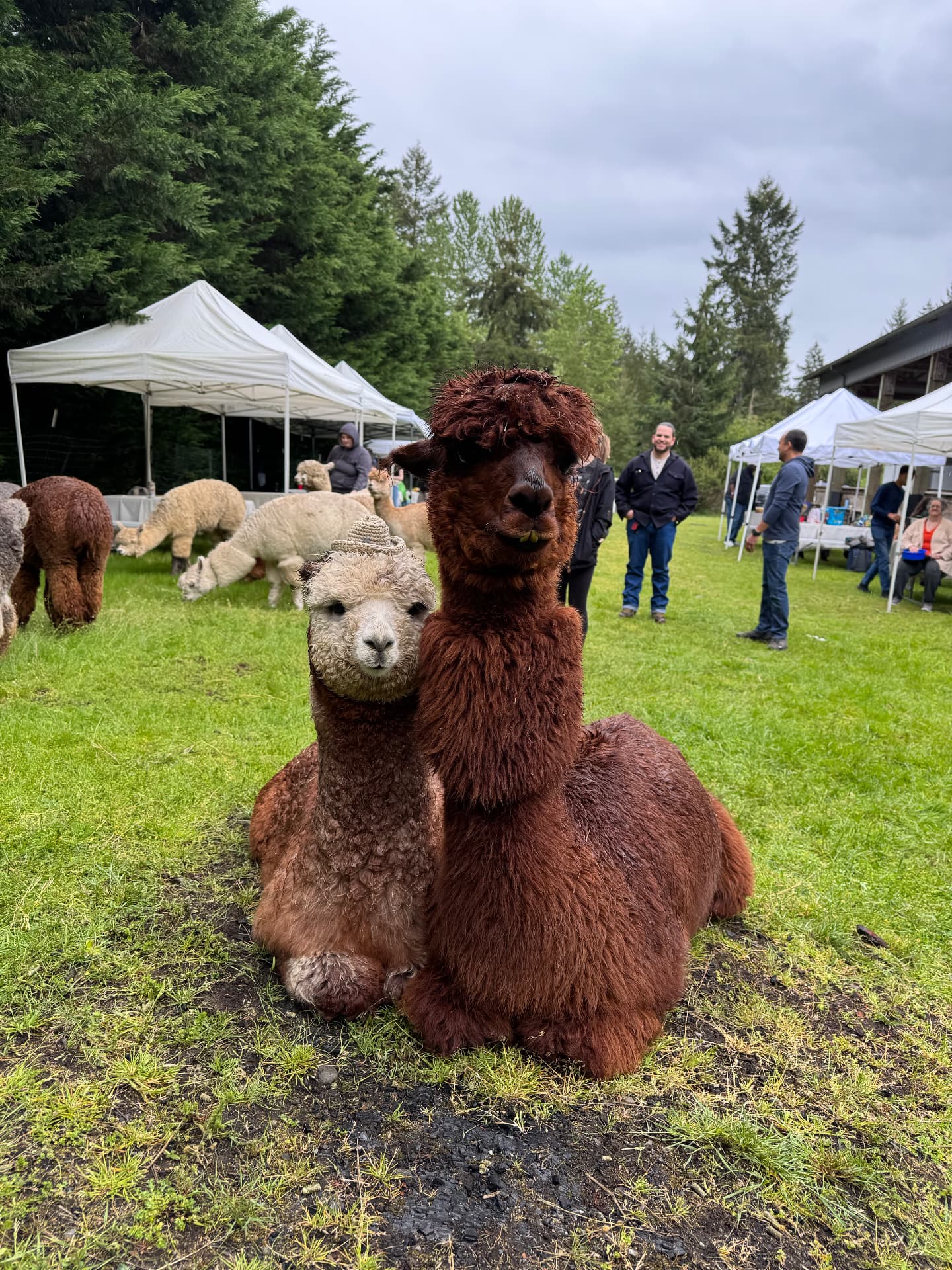 Signature Alpaca Experience