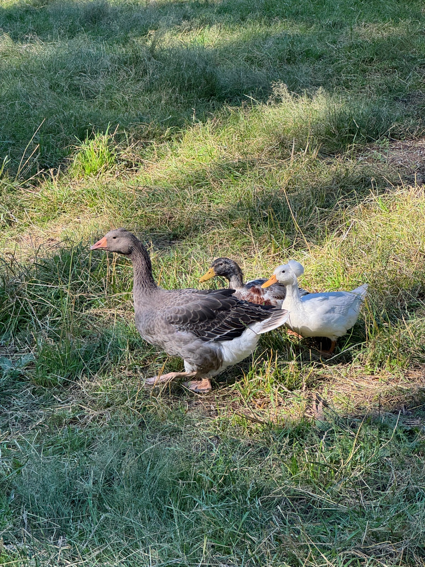 The Ducks, Goose & Chickens