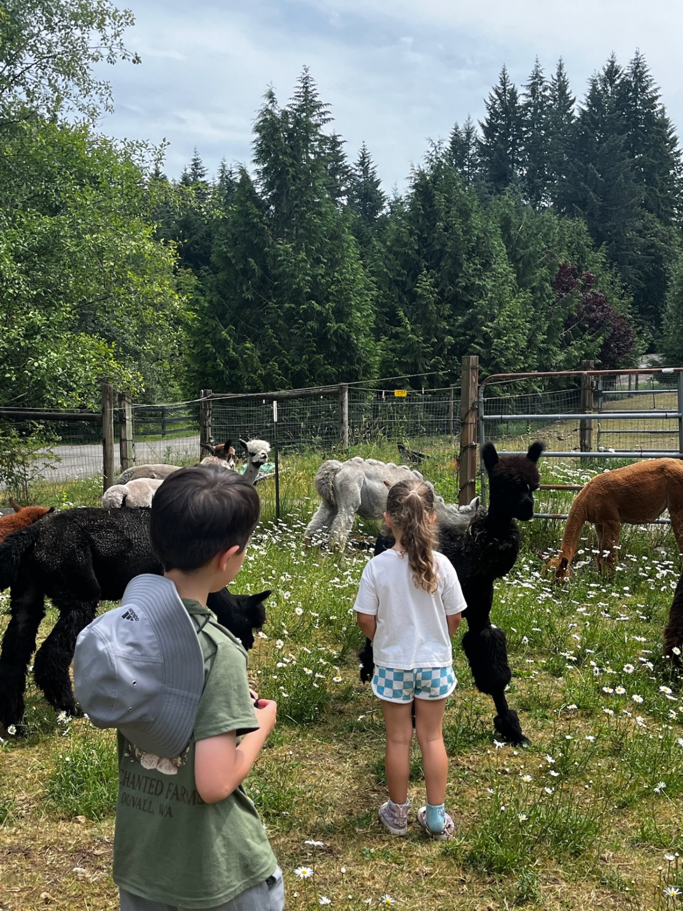 Two children standing in a daisy meadow surrounded by the alpaca herd
