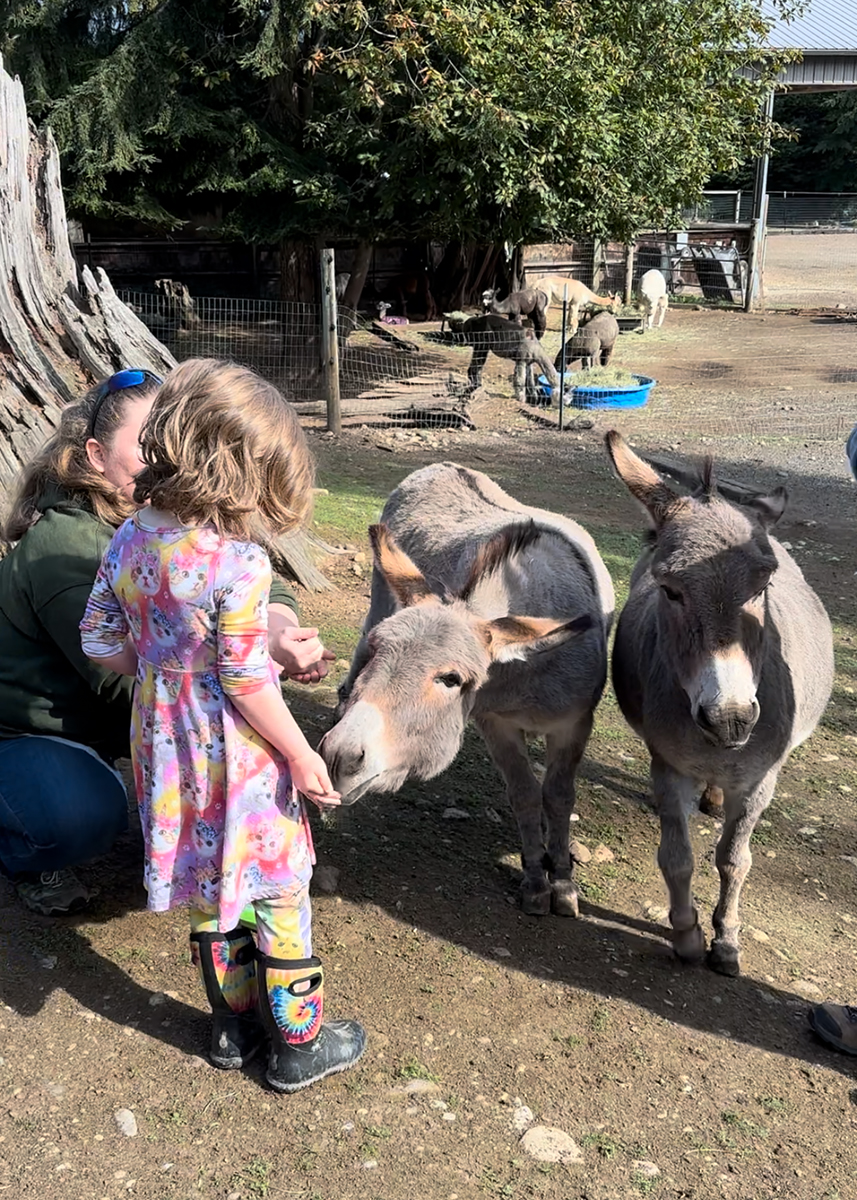 Lucy & Pearl, the Mini Donkeys