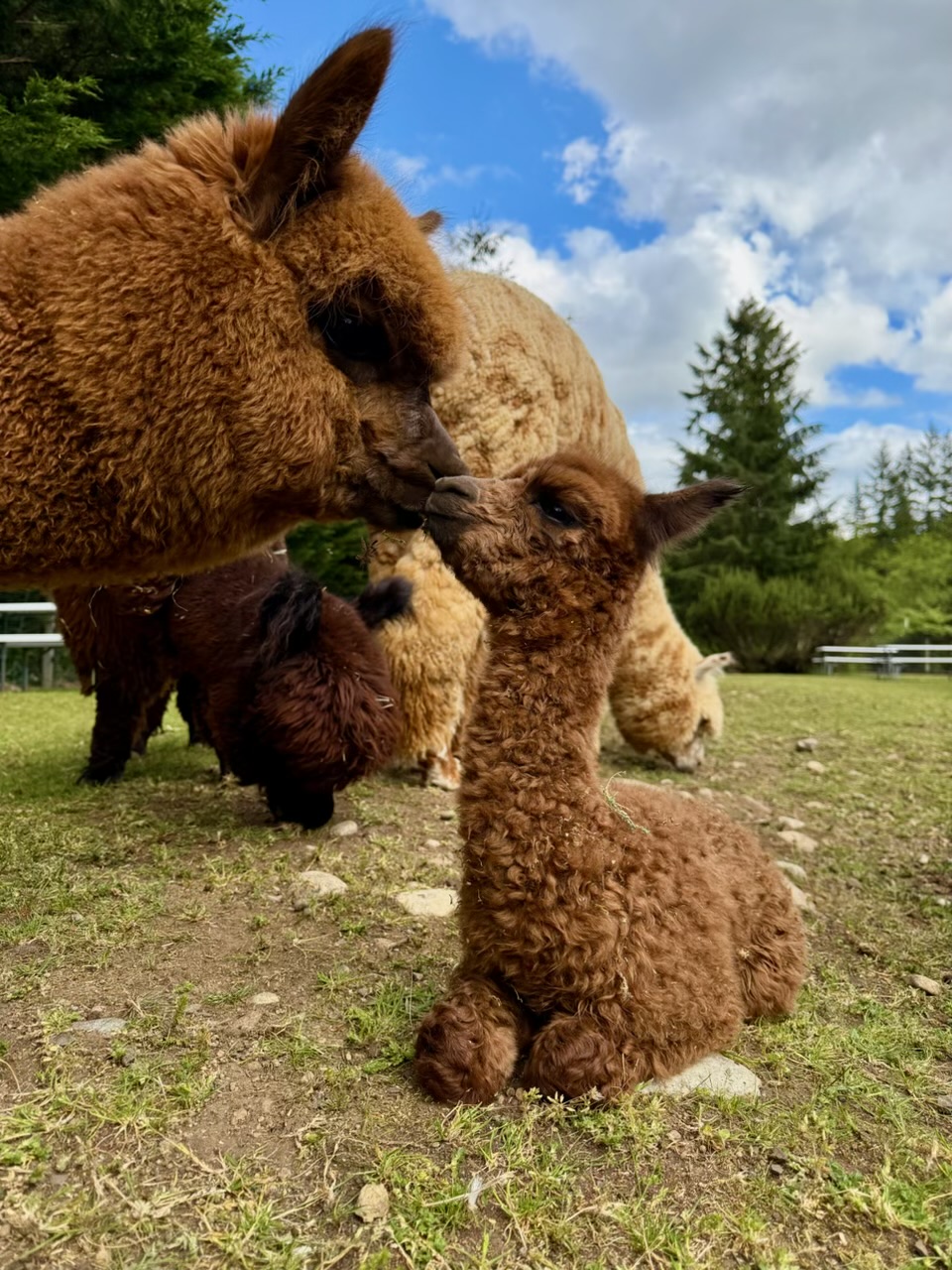An adult alpaca nuzzling a baby alpaca in the pasture at Enchanted Farms