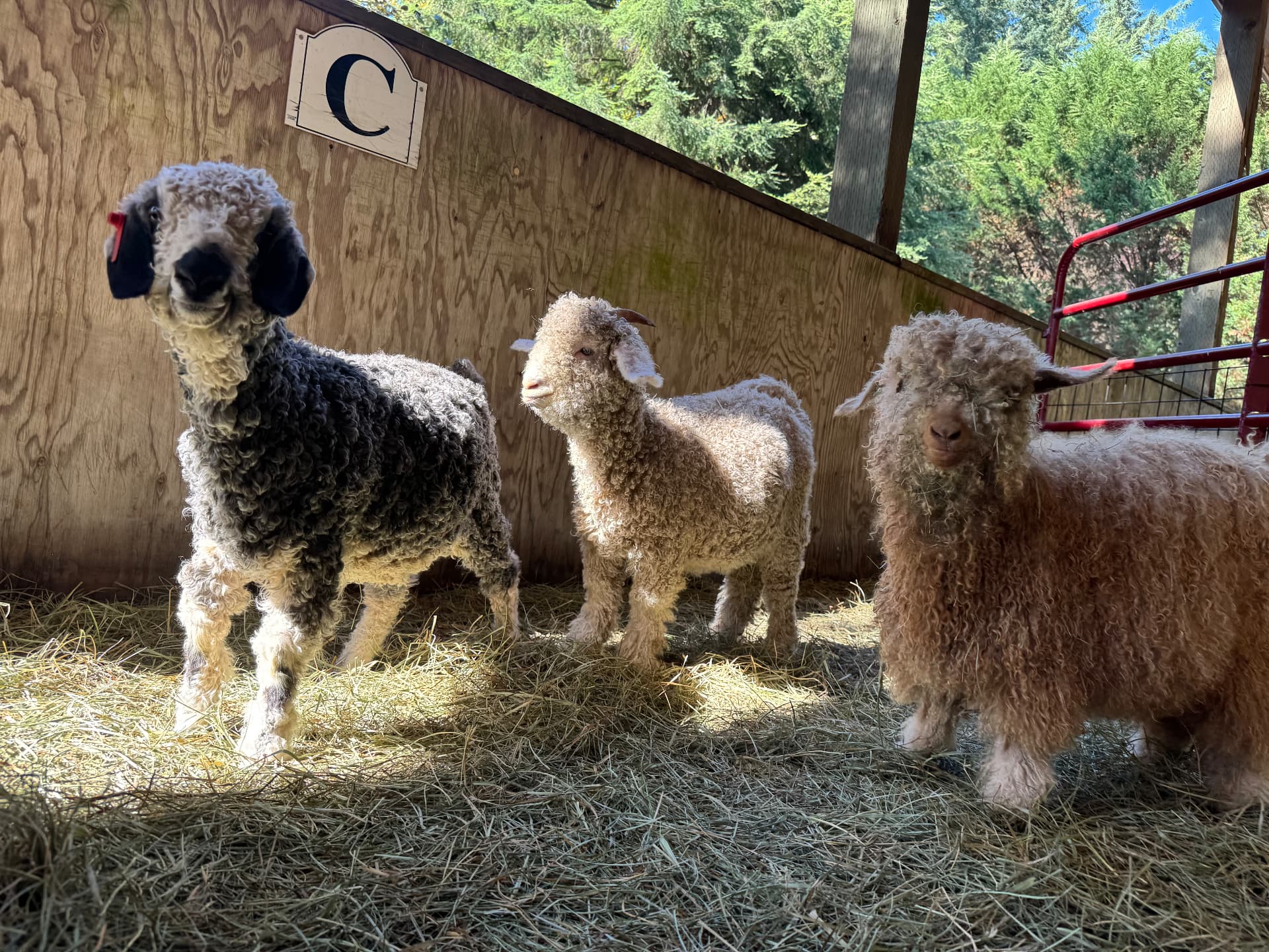 The Angora Goats