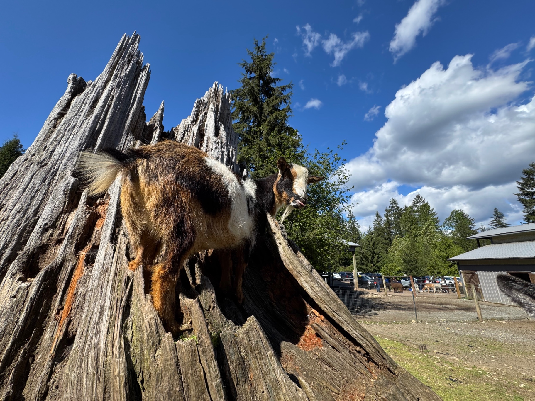 The Nigerian Dwarf Goats